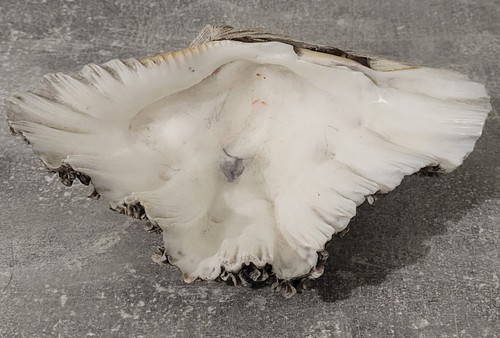 Grand coquillage bénitier - grand,