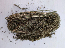  Plante timi-timini (Scoparia Durcis) Ouverture Des Portes , sécheresse Vaginale