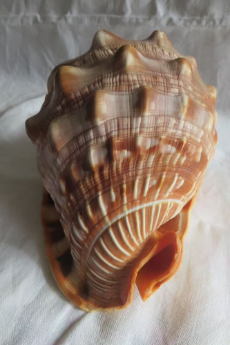 Ancien gros coquillage casque - gros,