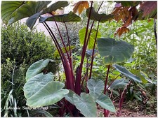 Colocasia Sangria ° 1 plant