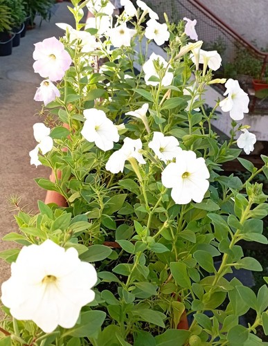 Graines petunia blanc - graines, de