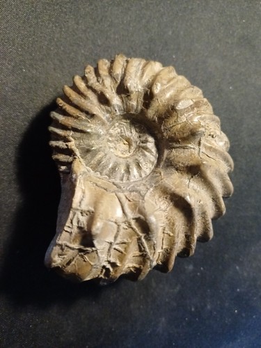 Ammonite hoplites dentatus - hoplites,
