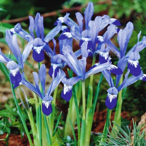 Bulbes iris fleurs - d'iris,