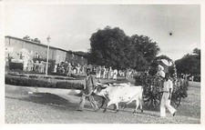 Côte d'Ivoire - Hommes près d'un charrette fleurie, tirée par des vaches -