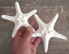 curiosité ,Coquillage : Lot De 2 Etoiles De Mer Rhinocéros Blanches