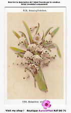 FLEURS, BOTANIQUE, GALANTHUS NIVALIS, PERCE-NEIGE, CDV COULEUR à PRAGUE  -DD71