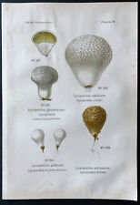 1891 - Planche couleur