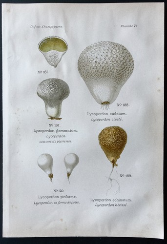 1891 planche couleur - -,