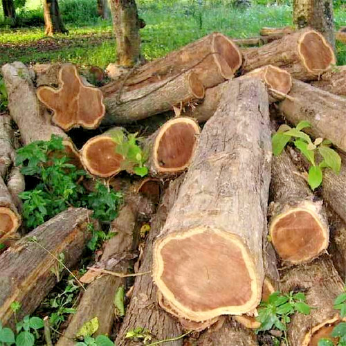 Superior teak tree seedss - 50+,