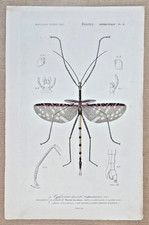 Gravure colorée Insecte