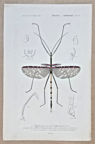 Gravure colorée insecte - gravure,