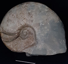 Fossile nautile NAUTILUS