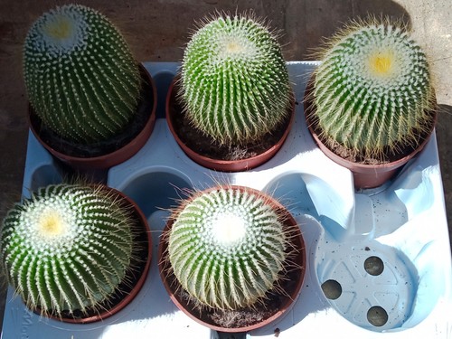 Parodie leninghausii inermis - parodie,
