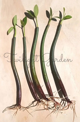 Mangroves live plant - live, plant-