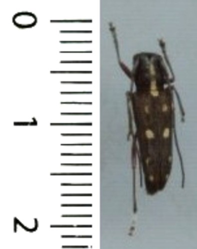 Cerambycidae glenea - cerambycidae,