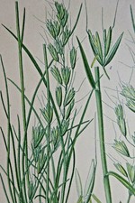 BOTANIQUE Fleur Planche