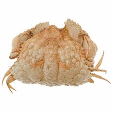 Crabe globuleux naturalisé -