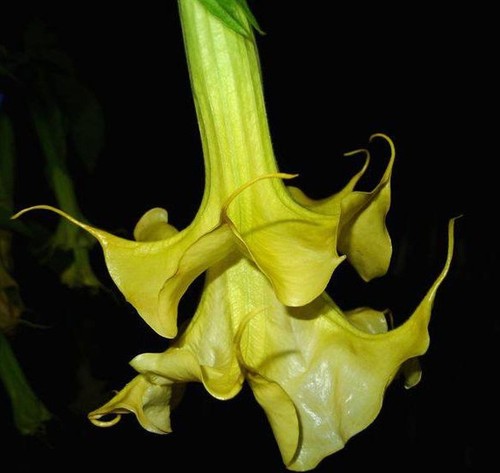 Brugmansia full lemon magic - brugmansia,
