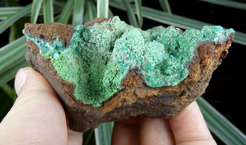 Conichalcite verte ojuela - conichalcite,