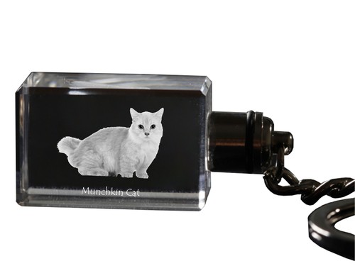 Chat munchkin porte - munchkin, en