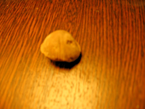 Coquillage entier fossilisé
