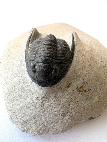 Cornuproetus trilobite fossils - cornuproetus,