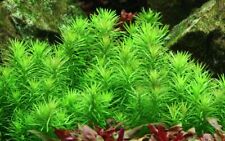 Aquarium Plante Pogostemon Erectus Tropica Nr.053F TC Dans Vitro Aquatique