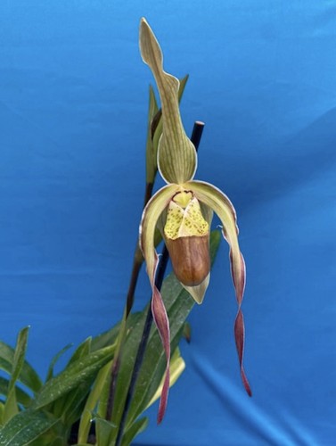 Phragmipedium eric young - phragmipedium,