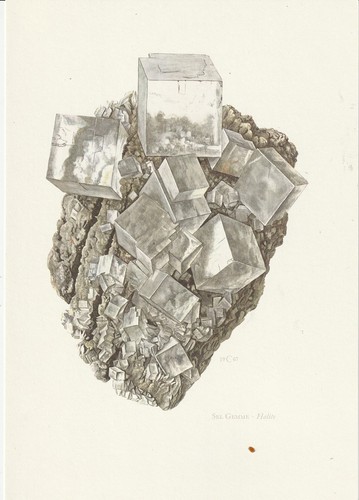 Planche histoire naturelle - planche,