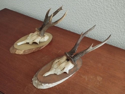 Trophees massacres - 2,