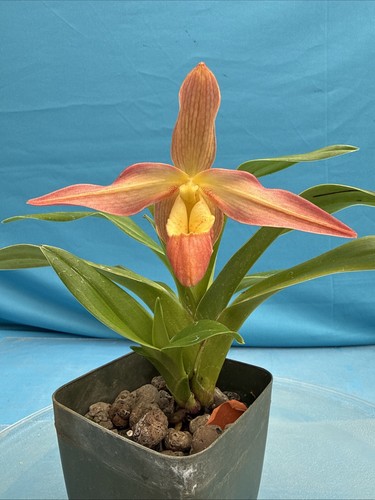 Phragmipedium eric young - phragmipedium,