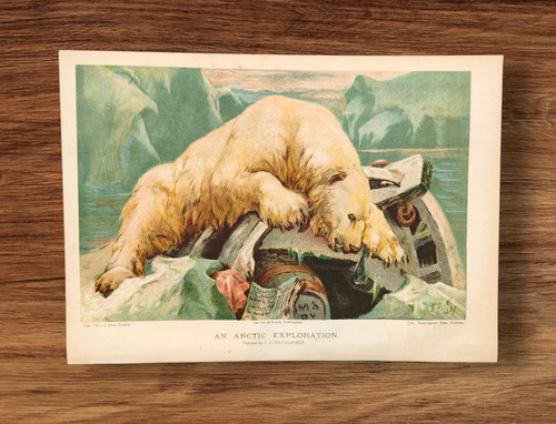 Antique 1888 polar bear arctic - 1888,