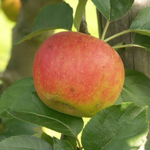 Pommier ancien bénédictin - pommier, 'bénédictin'