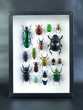 Collection de coléoptères du monde - (insecte entomologie taxidermie)