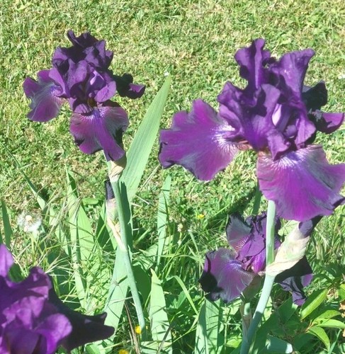 Iris germanica bleu - germanica, lot