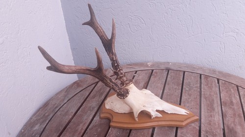 Trophée chevreuil de - trophée,