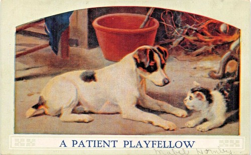 Patient fellow fox terrier - un,