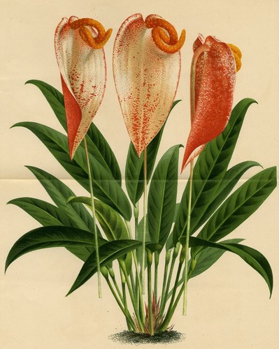 Anthurium scherzerianum fleur - scherzerianum,