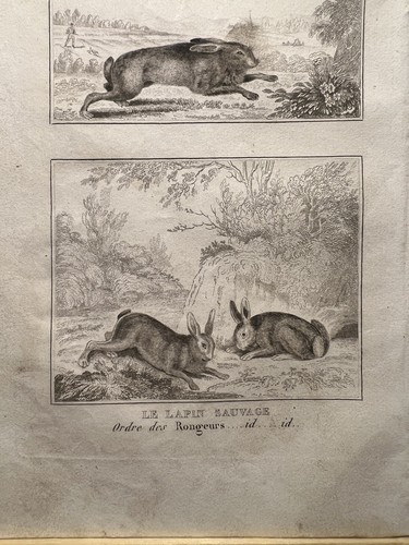 Ancienne illustration 1835 - ancienne,