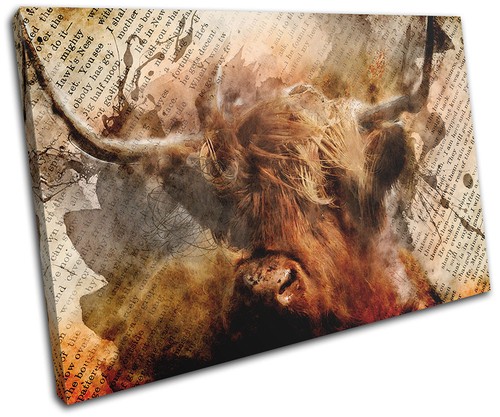Highland cow old - highland,