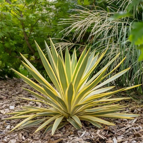 Yucca gloriosa citrus twist - yucca, 'citrus