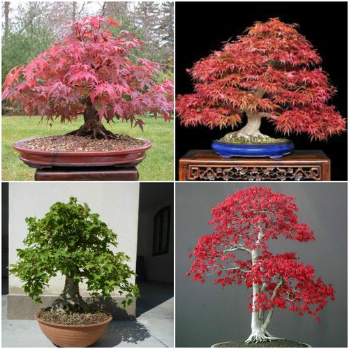 Graines acer mix - 30,
