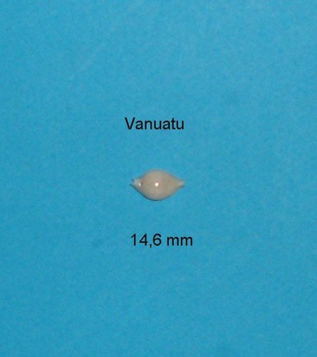 Cypraea margarita vanuatu rare - vanuatu,