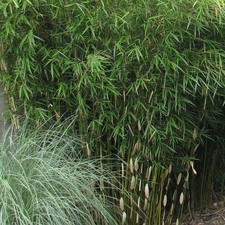 Fargesia robusta 'Pingwu' -