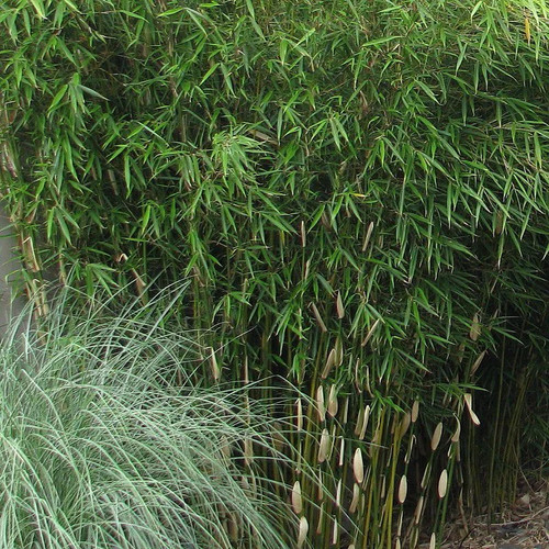 Fargesia robusta pingwu - fargesia,