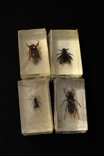 Insectes résine - en,