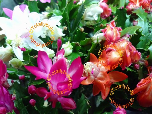 Lot boutures - 3,