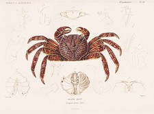 Grapsus Pictus Crabes Gravure