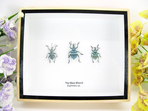 Blue weevil beetle - 3,