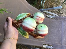 SUPERBE BARBOTINE trompe